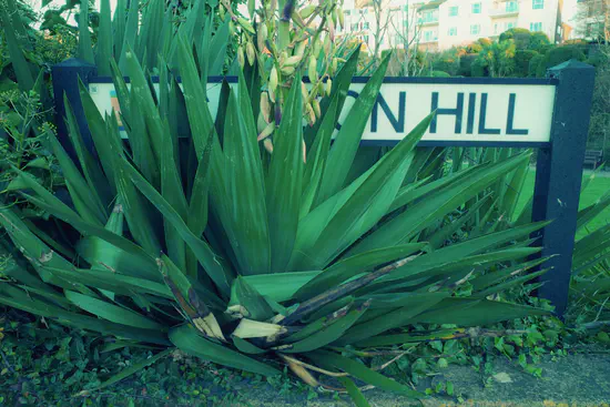 A photograph of a road sign obscured by plants. Only the final word "Hill" is visible.