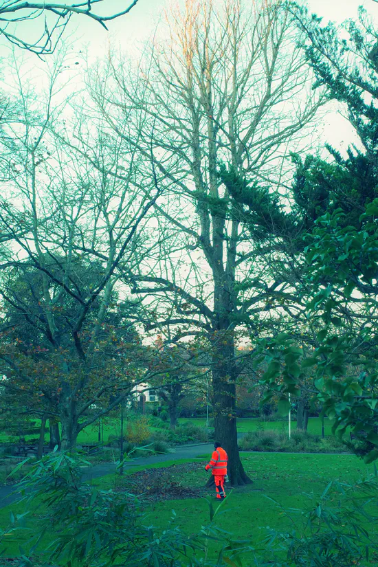 A photograph of a gardener blowing away leaves in Manor Gardens.