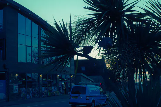 A photograph of pigeons in palm trees on Exmouth seafront.