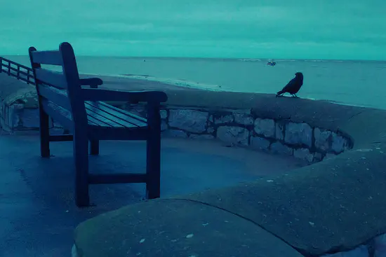 A photograph of a black bird perched on Exmouth's sea wall. A fishing boat sails away in the background.