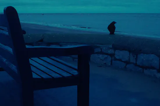 A photograph of a black bird perched on Exmouth's sea wall.