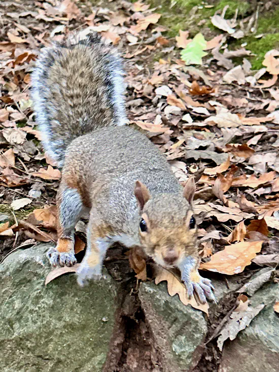 A photograph of a grey squirrel. It's poised over a stone wall, and looks like it's about to jump.